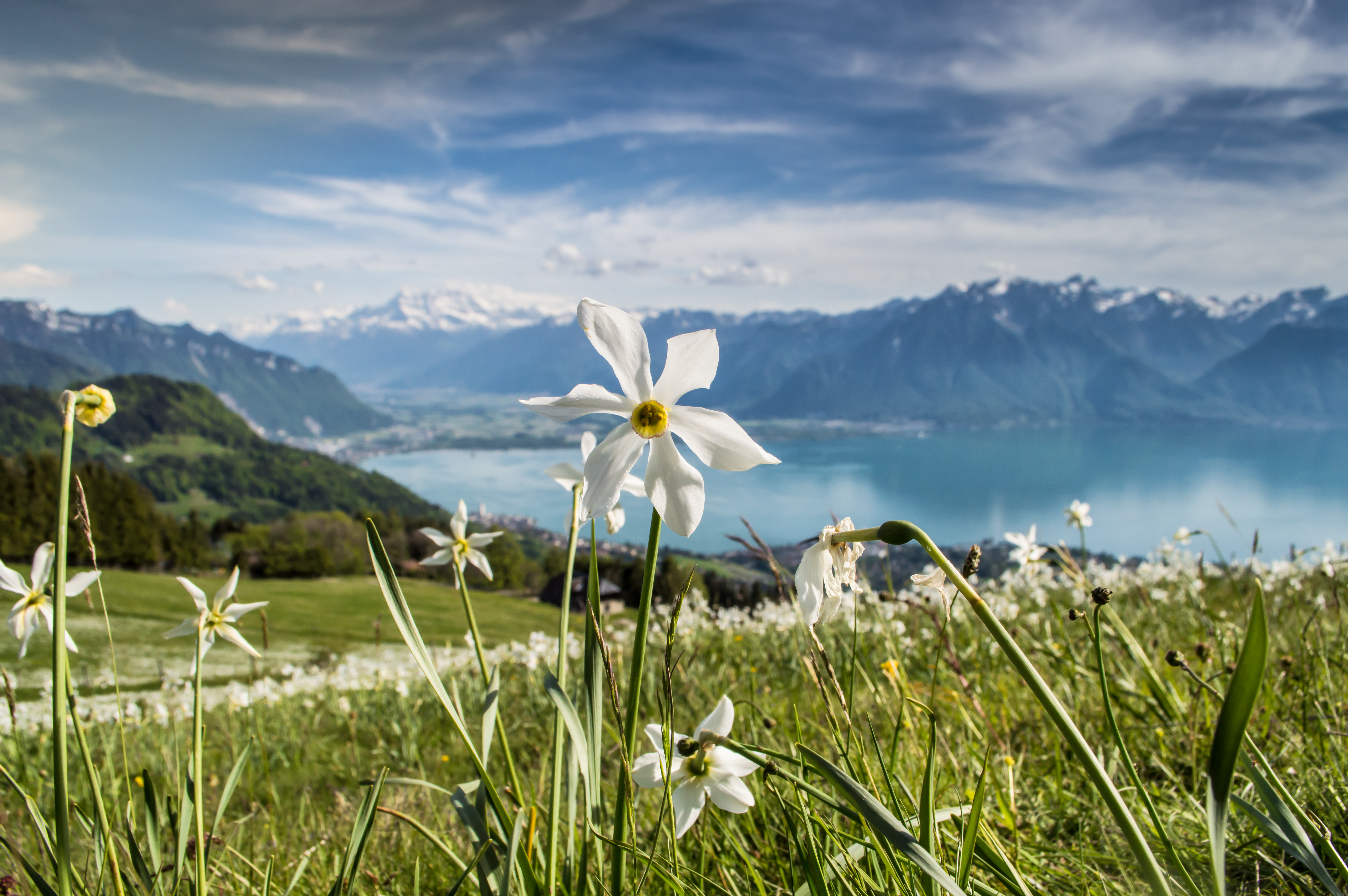 La floraison des narcisses