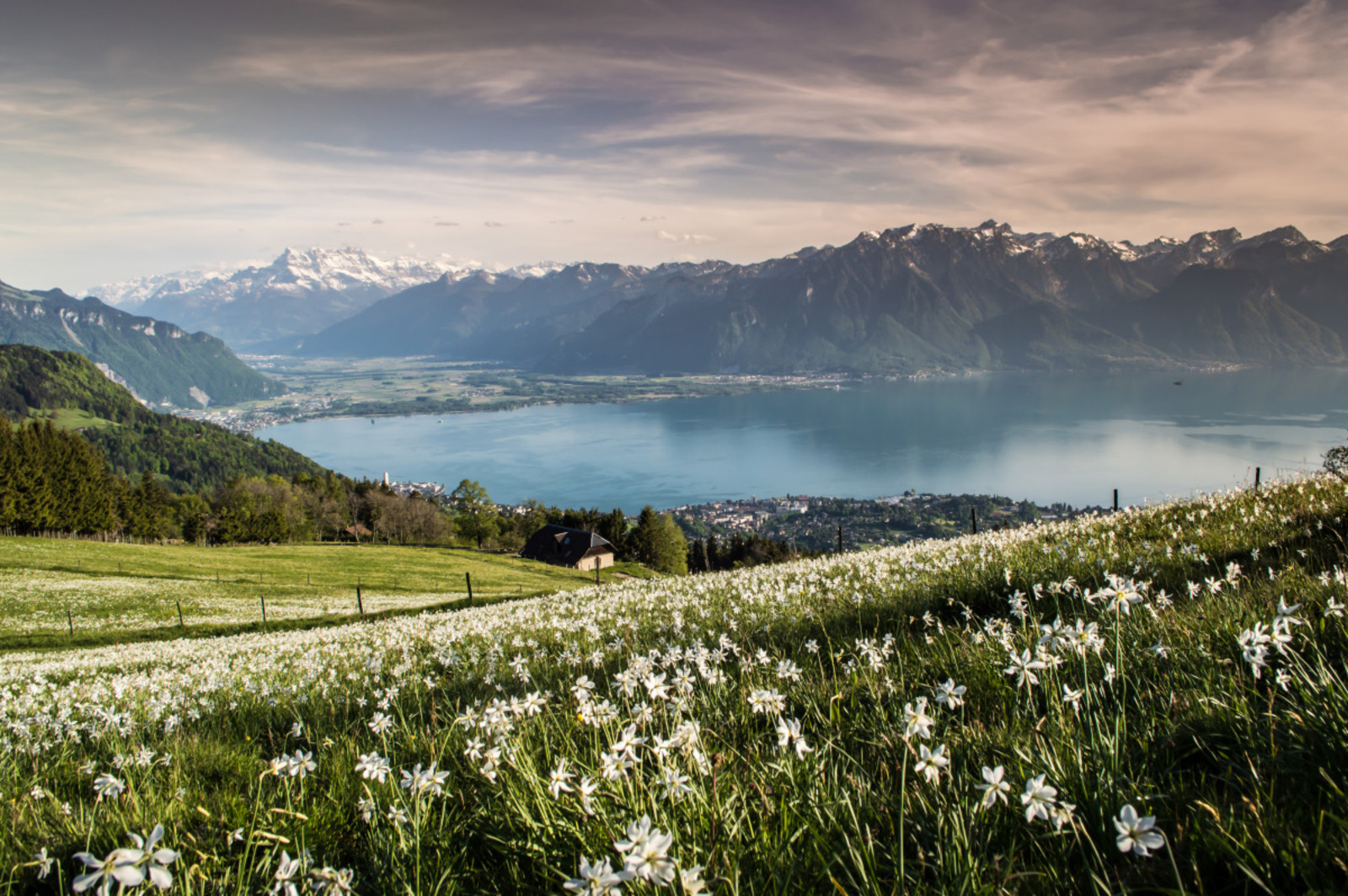 La floraison des narcisses