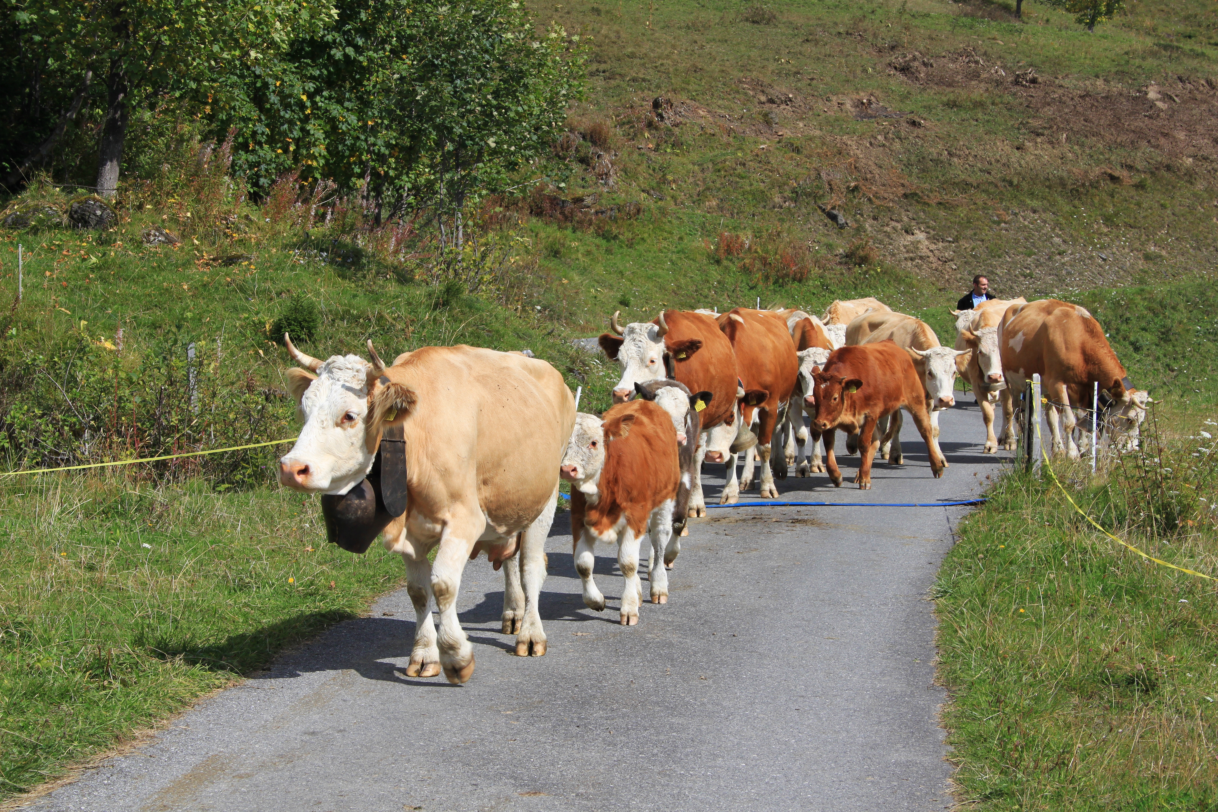 Alpage de Frience - La Poreyre