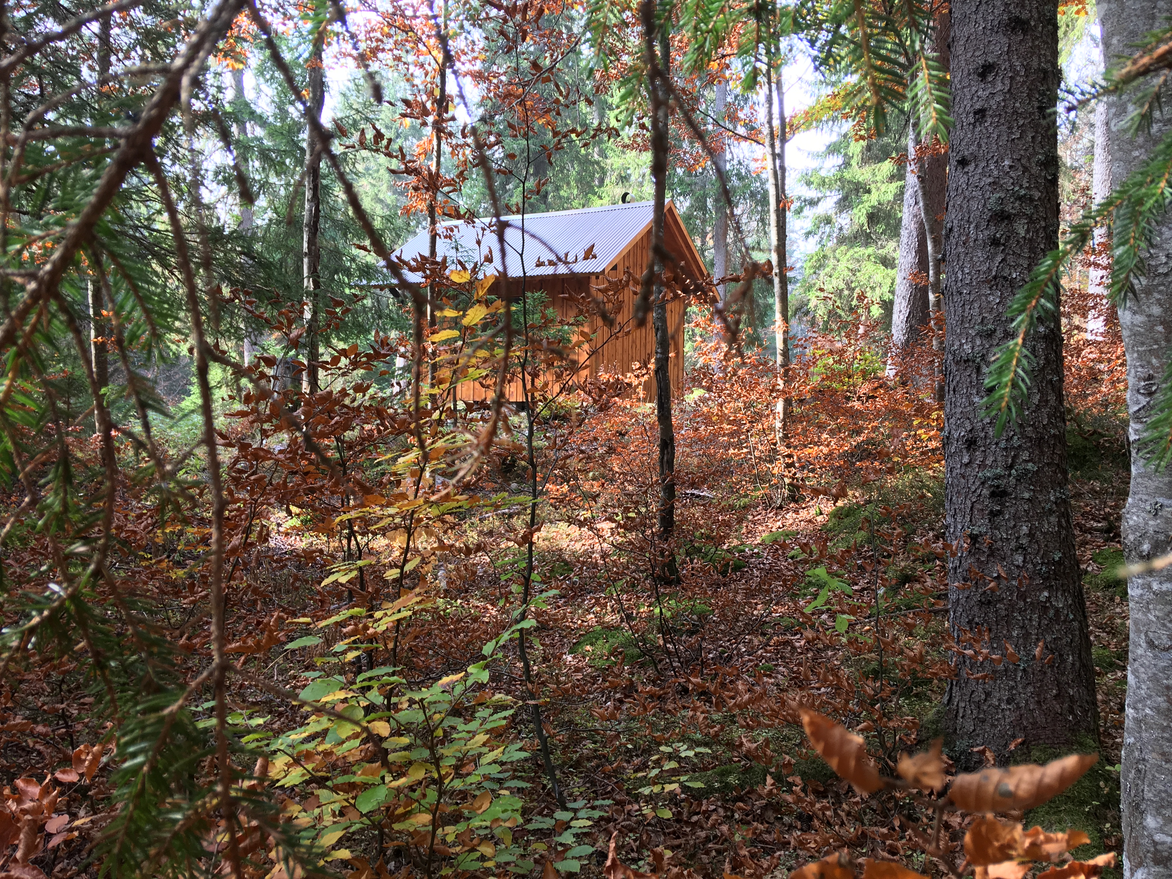 Randonnée gourmande dans la forêt du Risoud