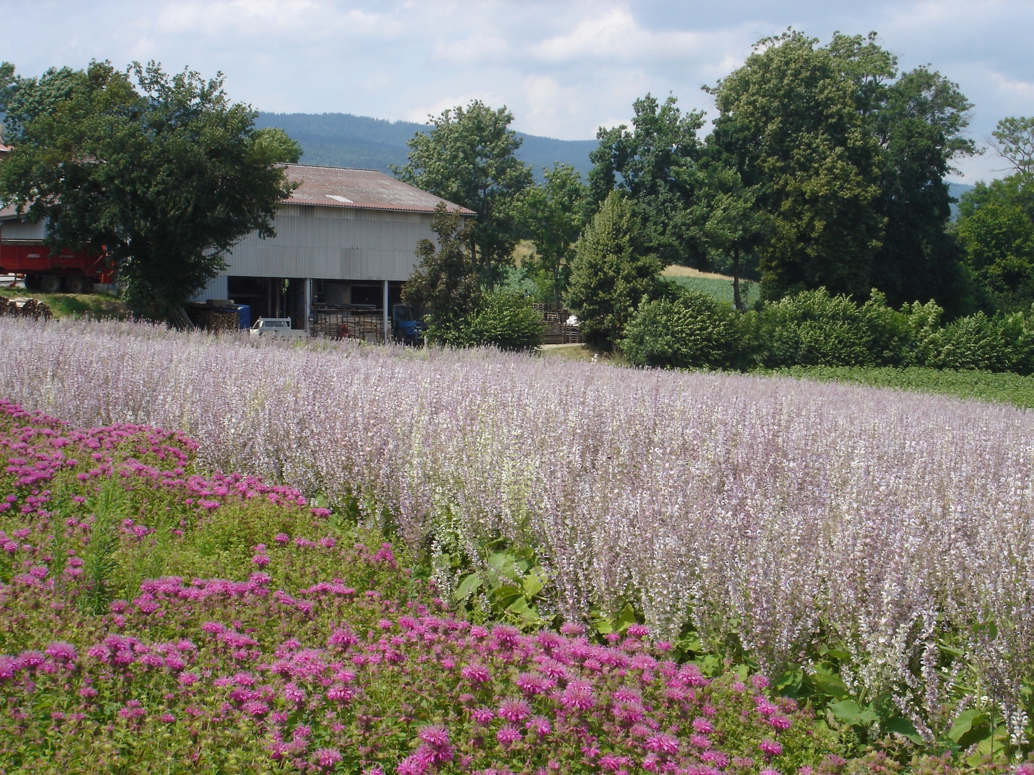 Distillerie de Bassins