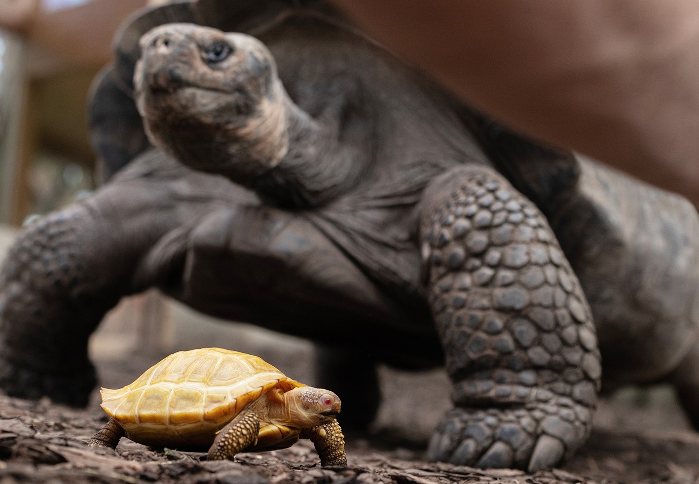 Tropiquarium de Servion