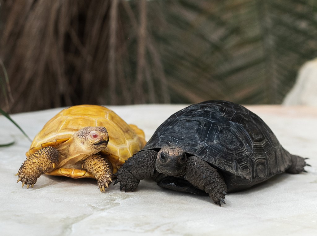Tropiquarium de Servion
