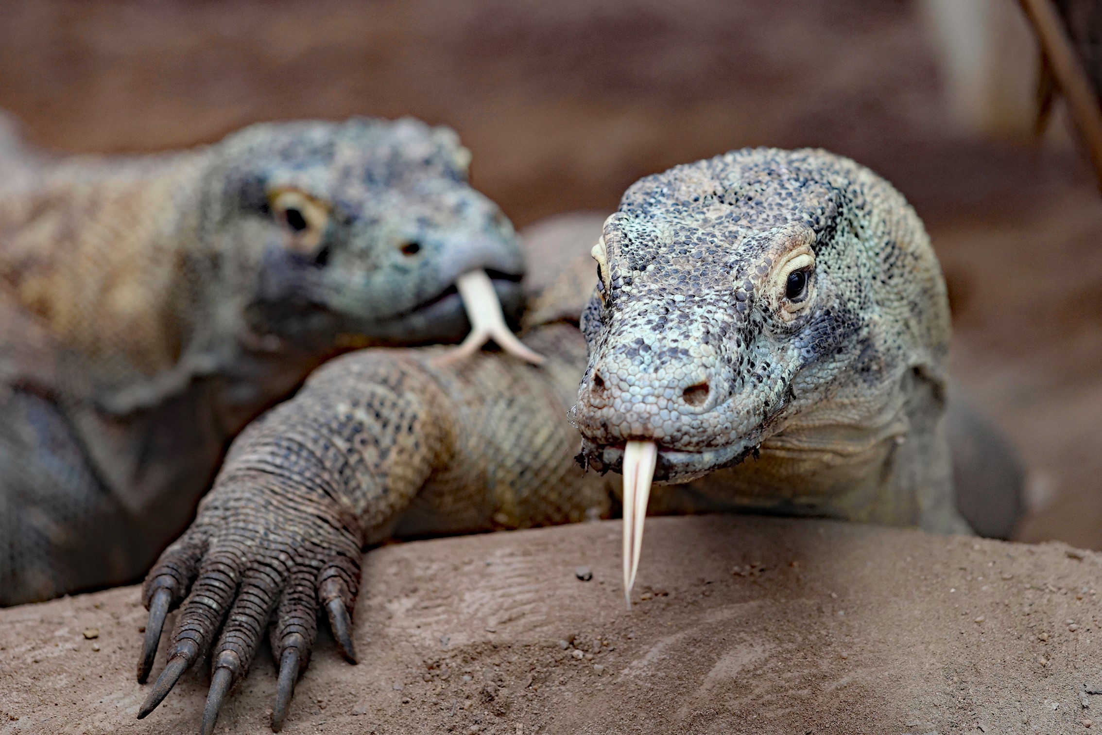 Tropiquarium de Servion
