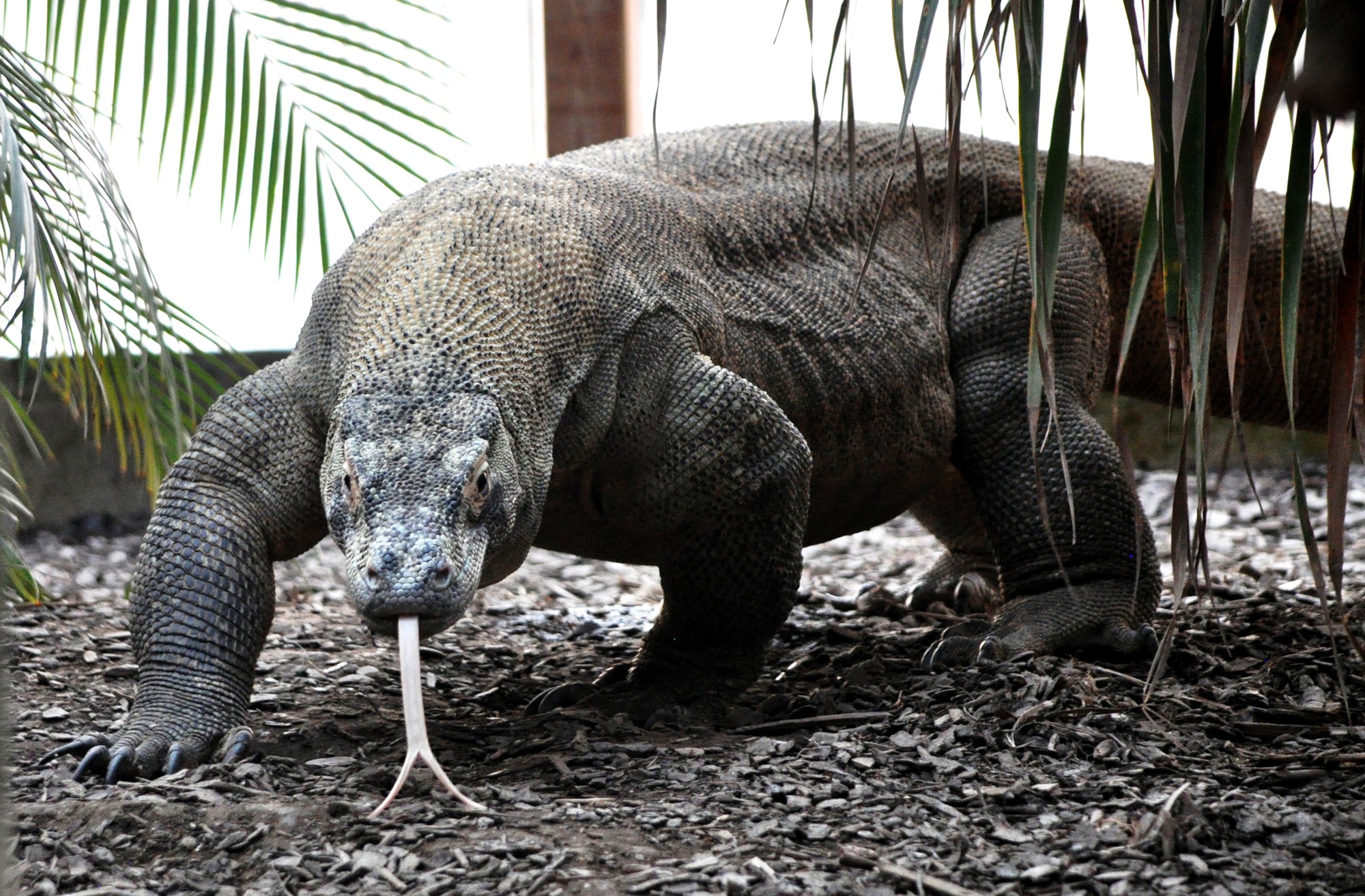 Tropiquarium de Servion