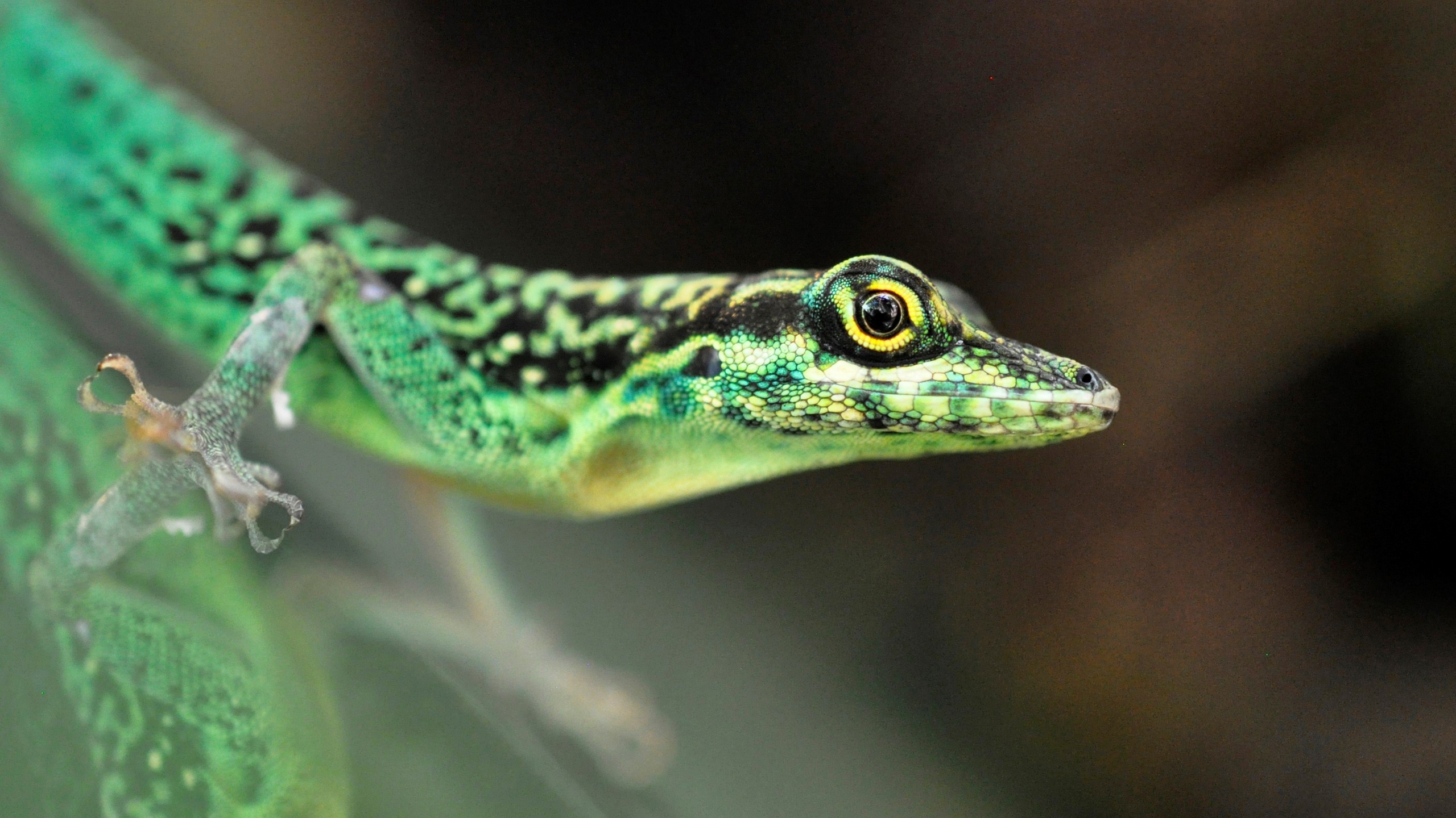 Tropiquarium de Servion