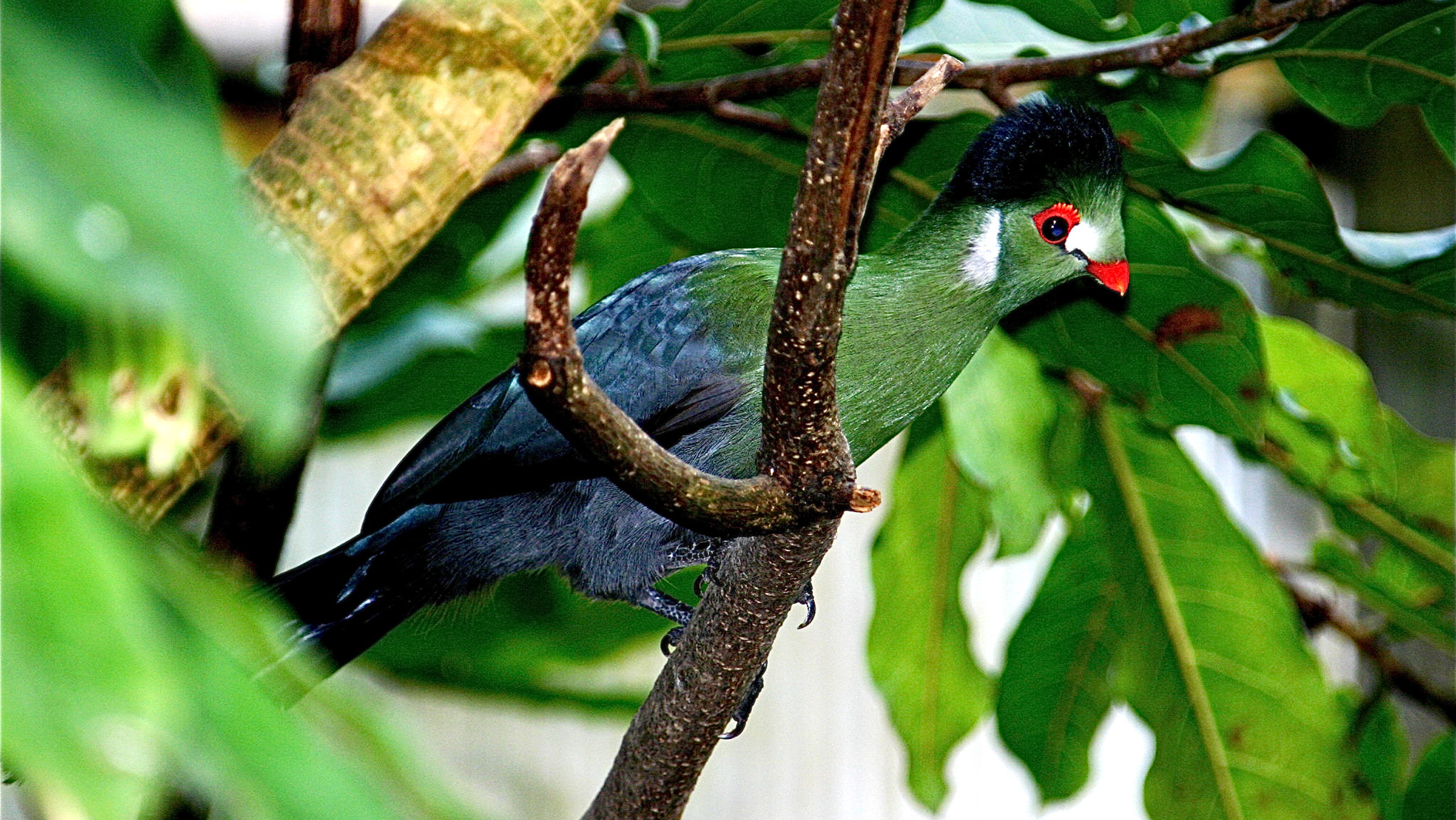 Tropiquarium de Servion