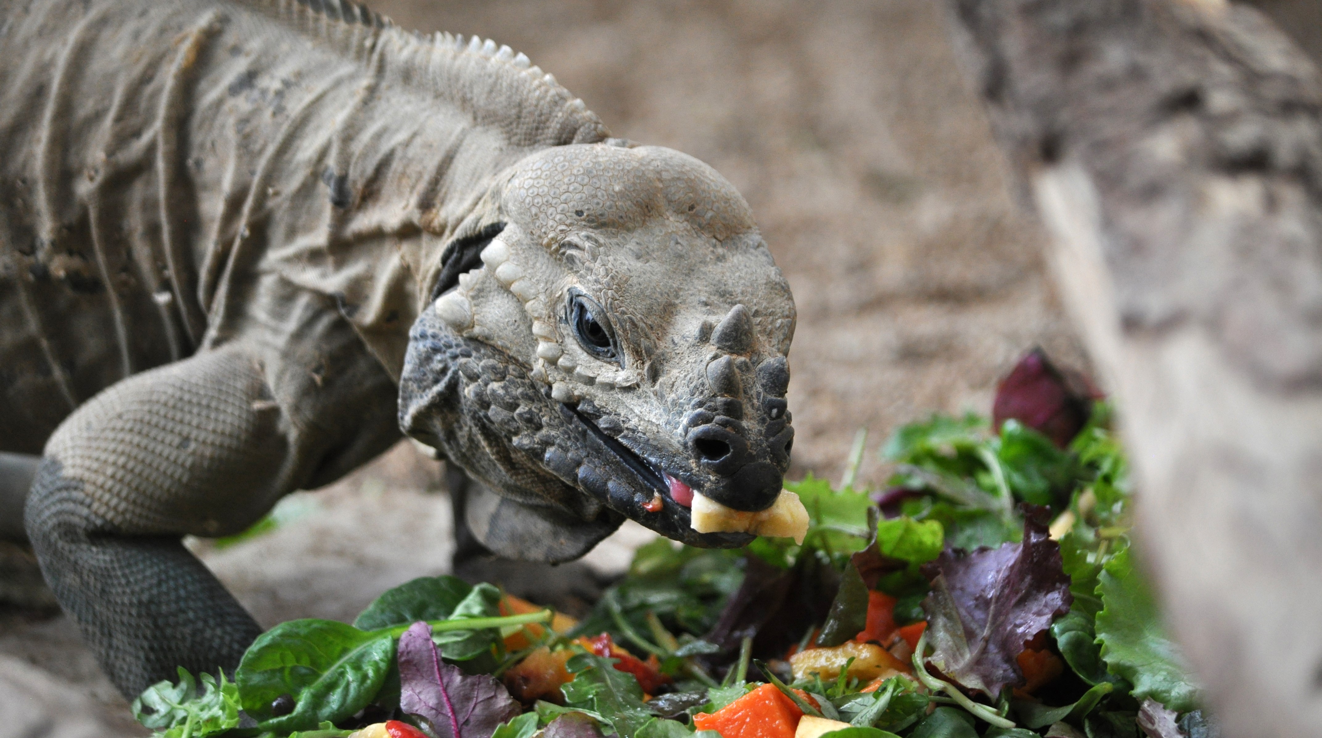 Tropiquarium de Servion