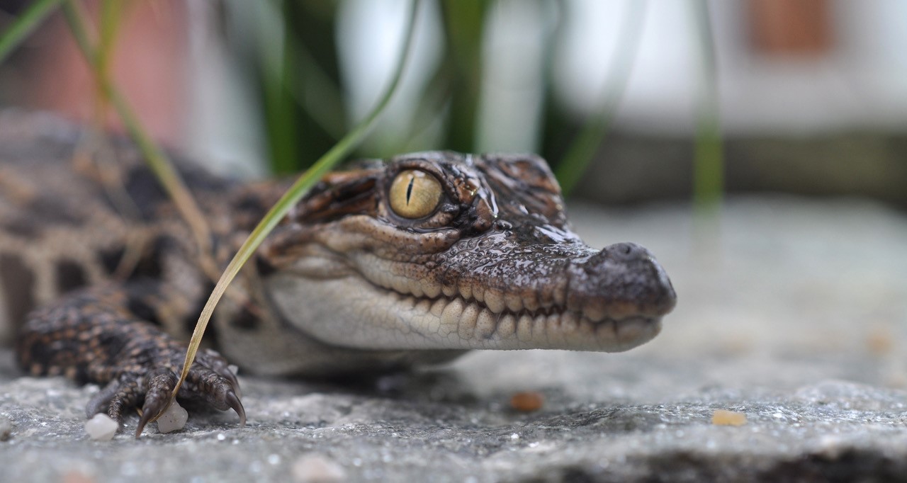 Tropiquarium de Servion