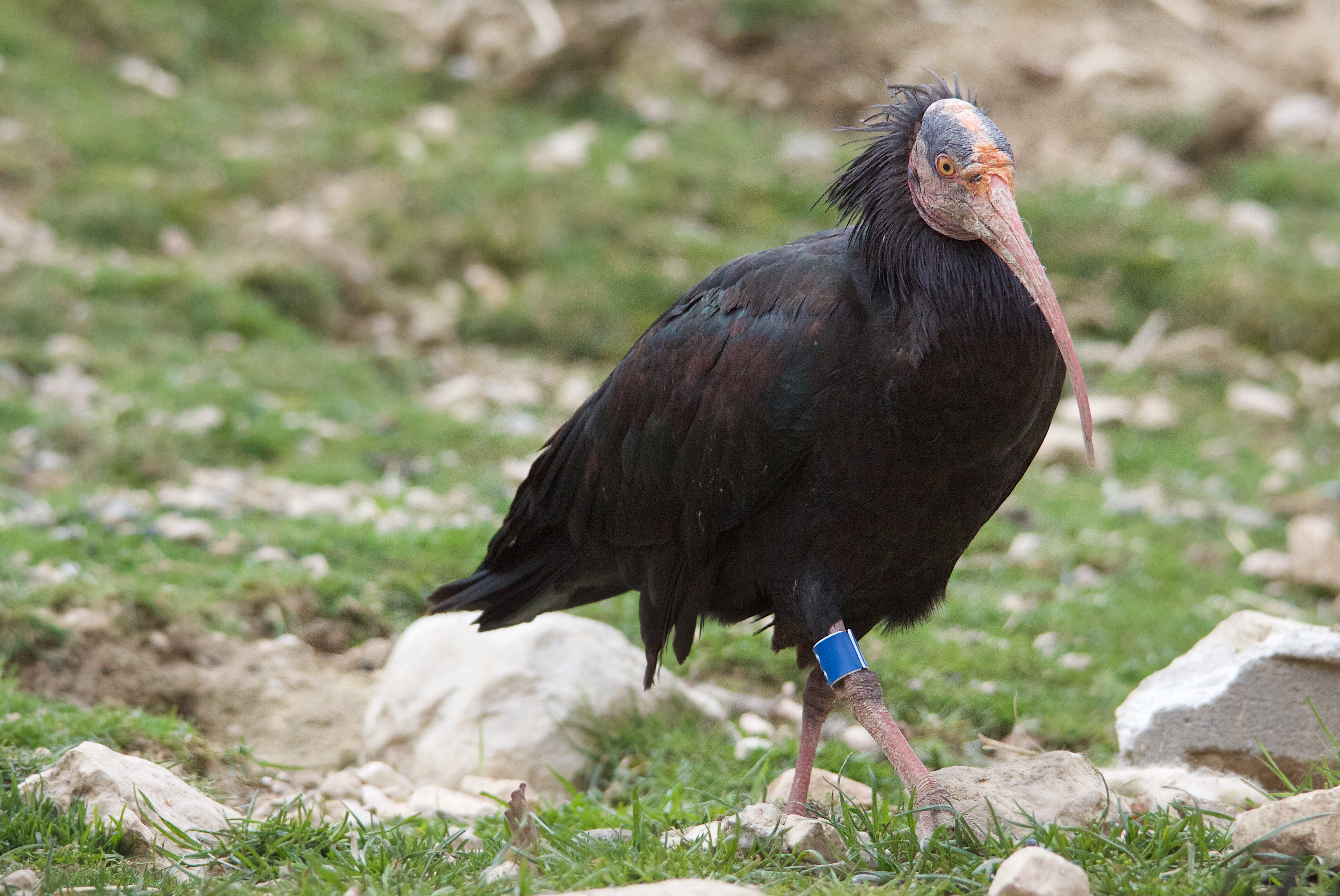 Parc animalier La Garenne