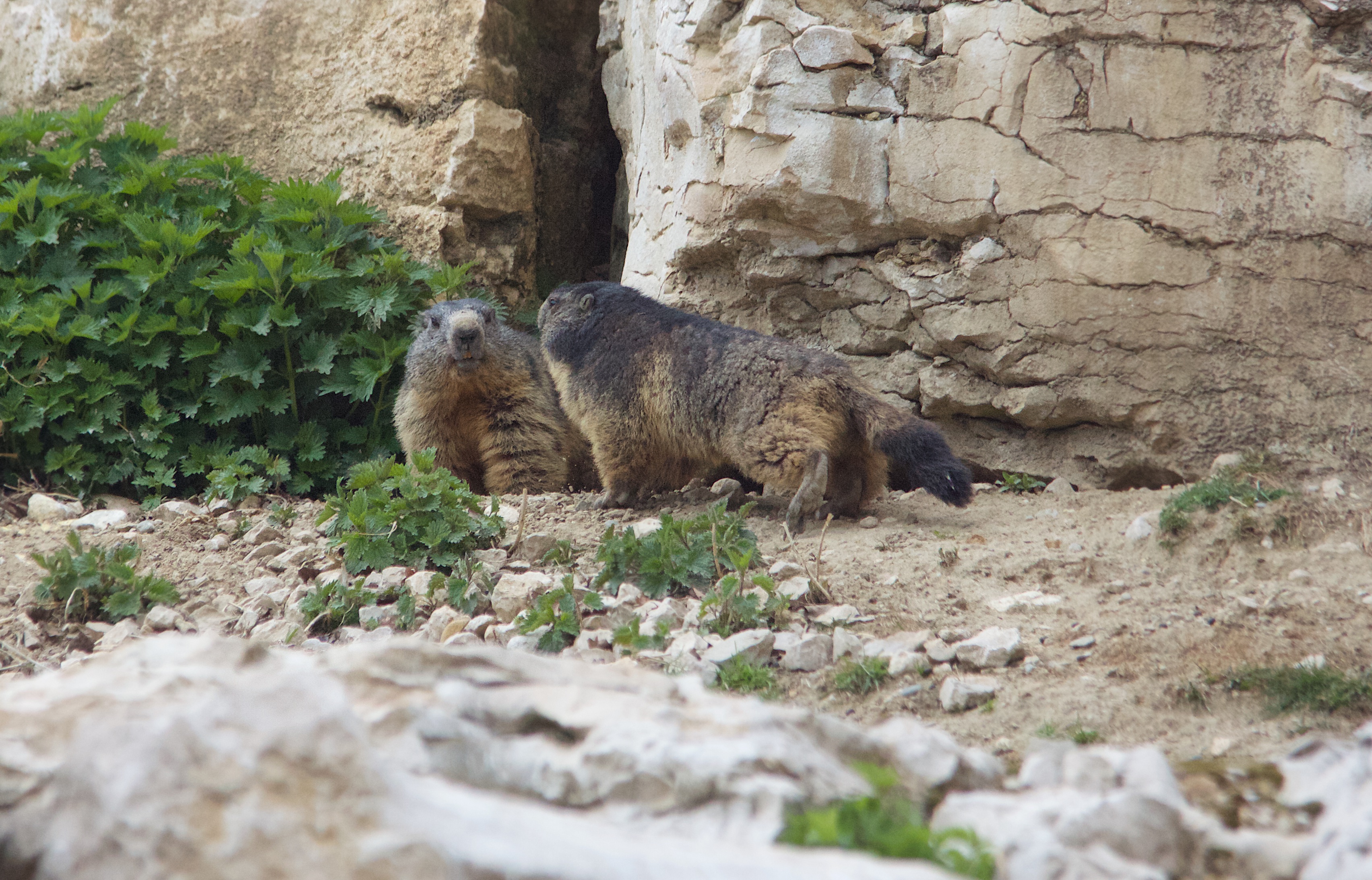 Parc animalier La Garenne