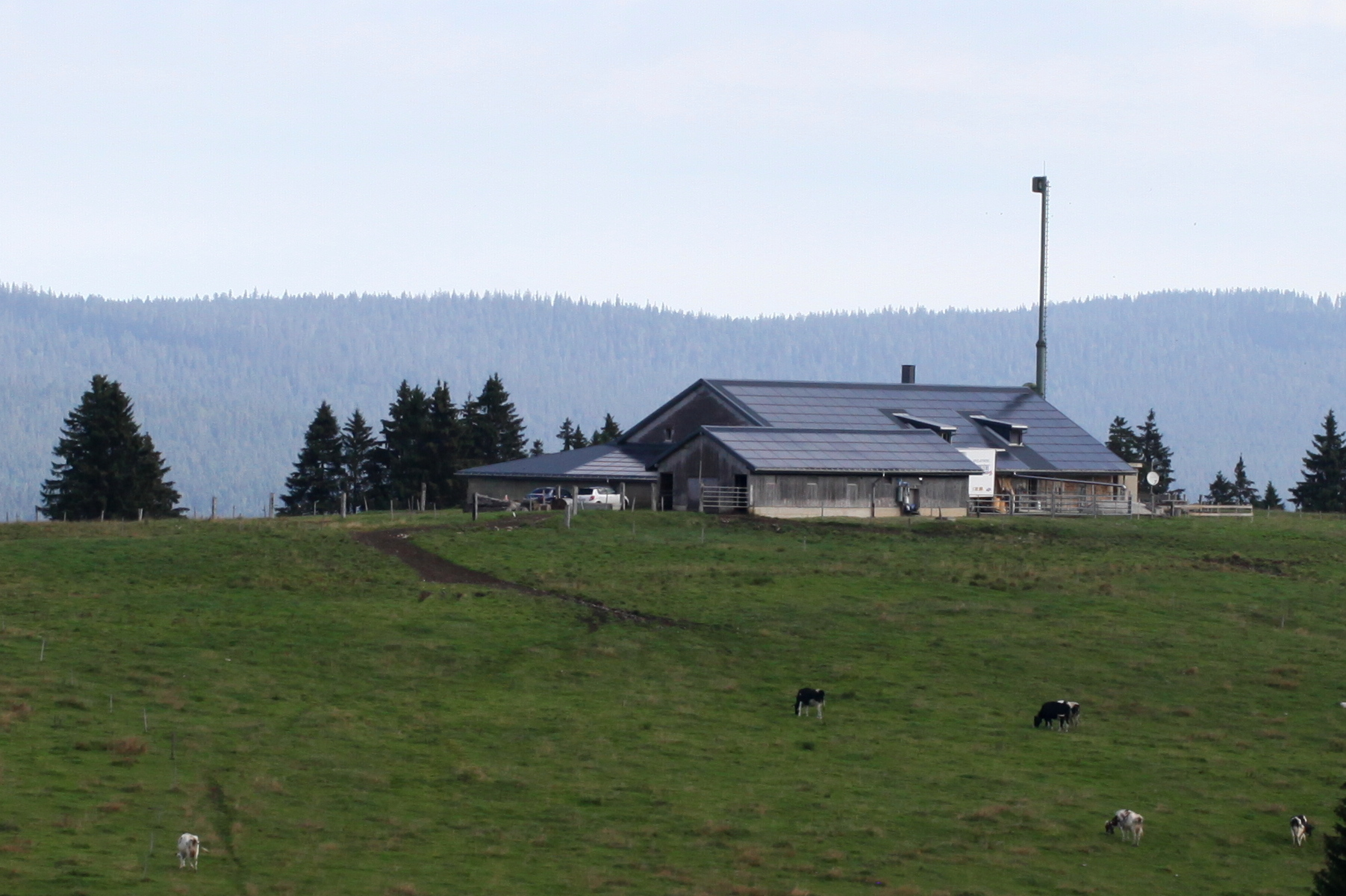Gruyère d’Alpage AOP - Les Grands Plats de Bise