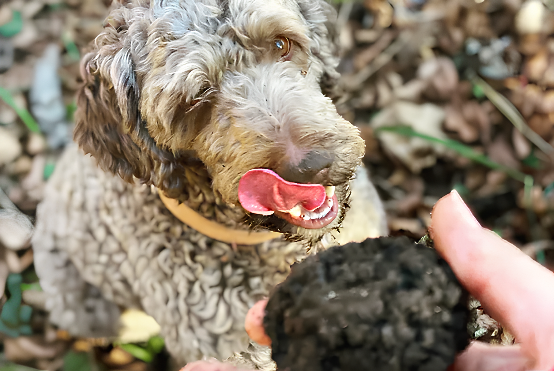 Trüffelsuche und Kochkurs in La Sauvageraie