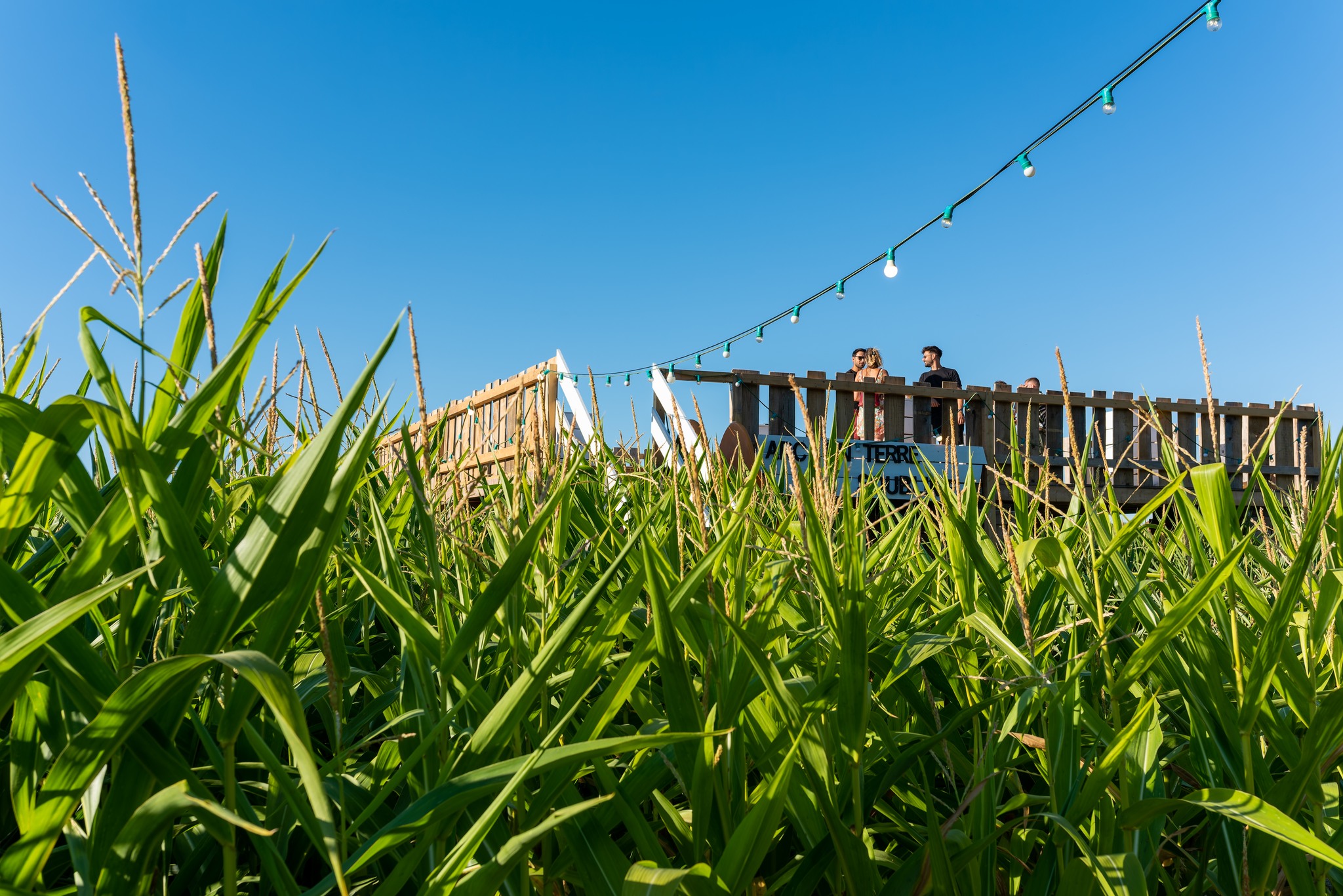 Festival Into the Corn
