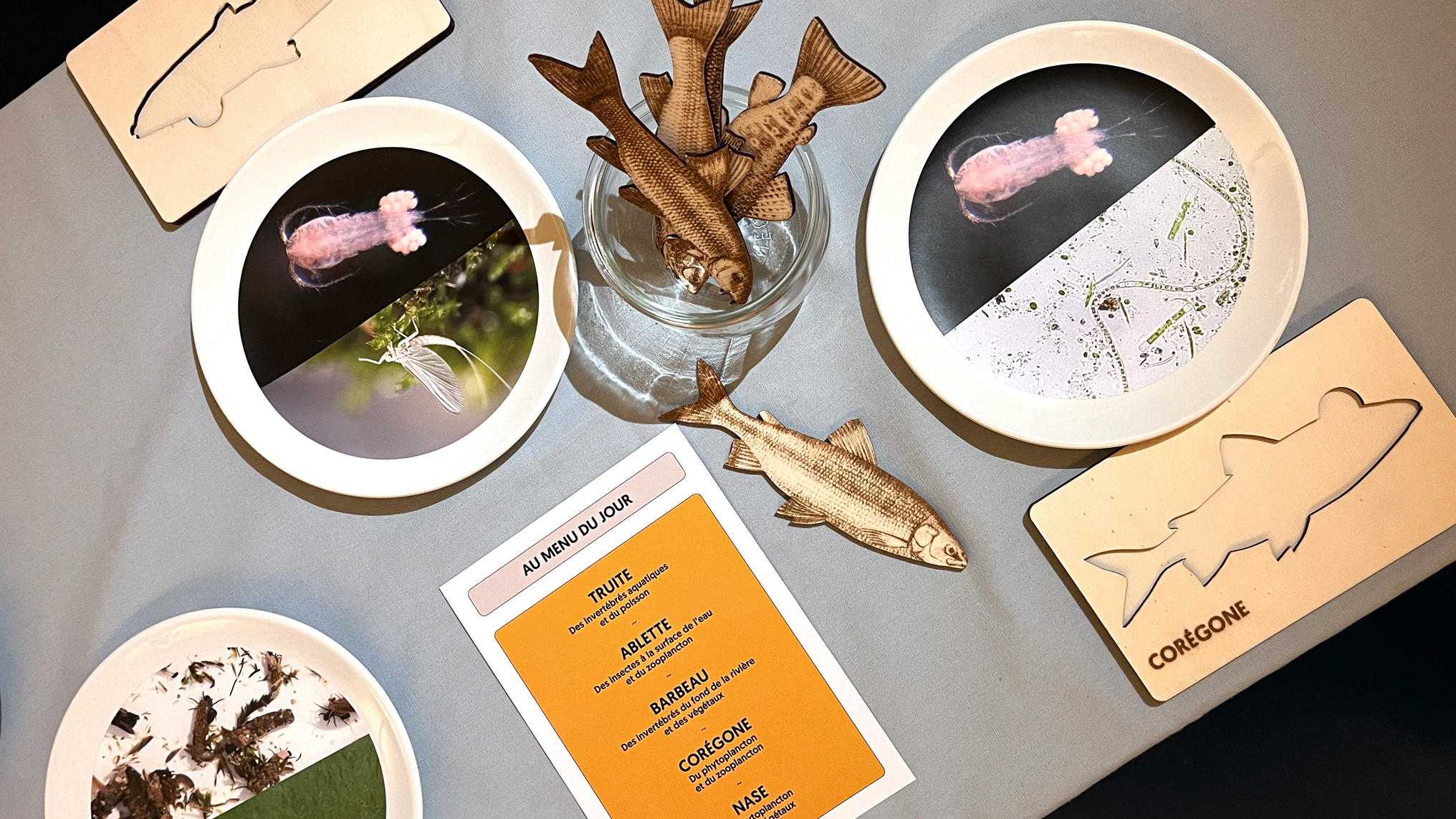 Un poisson comment ça marche ?